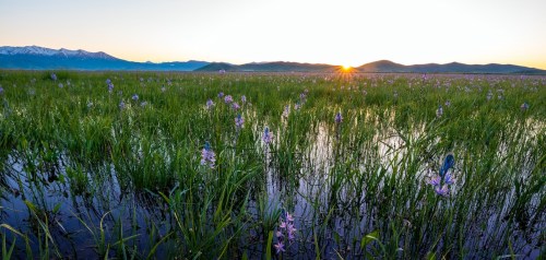 A serene landscape of a wetland at sunset, with vibrant green grass and purple flowers under a clear sky.