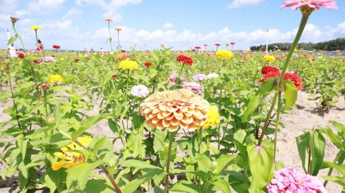 A vibrant field of colorful flowers, including yellow, pink, and red blooms, under a bright blue sky.