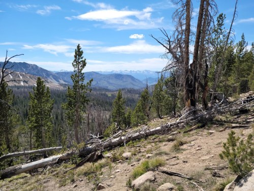 A scenic view of mountains and forests under a blue sky, featuring fallen trees and lush greenery in the foreground.