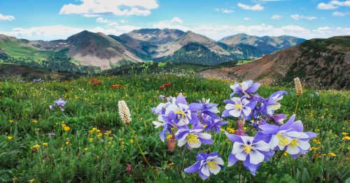 purple flowers blooming in a grassy field with the mountains in the back in colorado