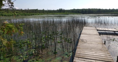 A wooden dock extends over a calm lake surrounded by tall reeds and lily pads under a clear blue sky.