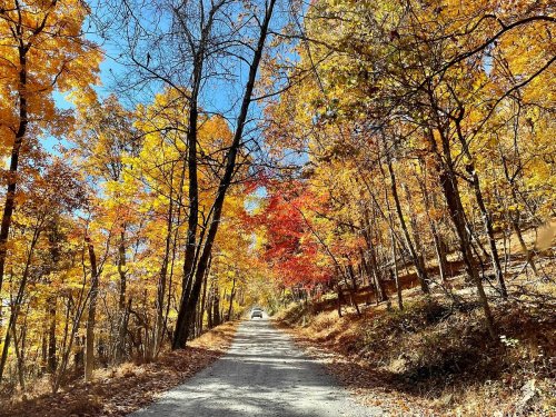 A gravel road lined with vibrant autumn trees in shades of orange, yellow, and red under a clear blue sky.