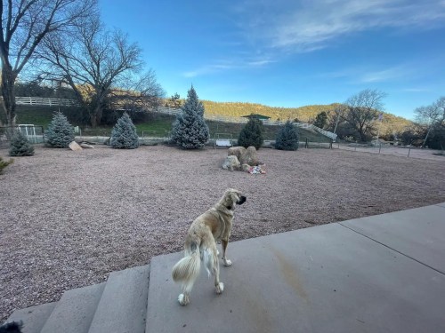 A dog stands on a patio, looking out at a spacious yard with trees and mountains in the background.