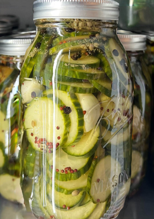 Jars of pickled cucumbers with spices, submerged in brine, displayed in a row.