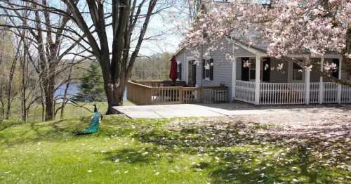 A peacock stands on a grassy area near a house with a deck, surrounded by blooming trees and a lake in the background.