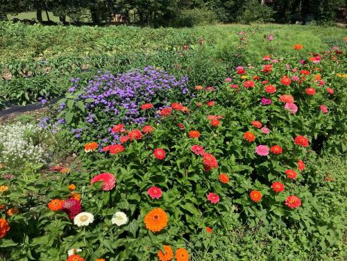 A vibrant garden filled with colorful flowers, including zinnias and asters, surrounded by lush greenery.