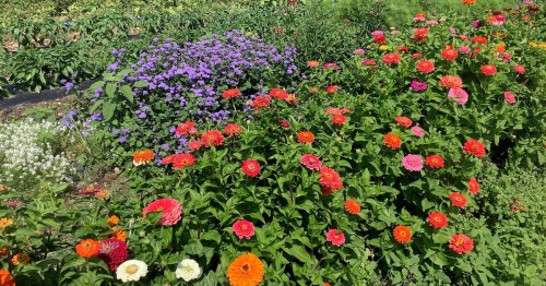A vibrant garden filled with colorful flowers, including red, orange, pink, and purple blooms.
