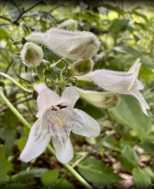 Close-up of delicate white flowers with pink veins, surrounded by green foliage and dewdrops on the petals.