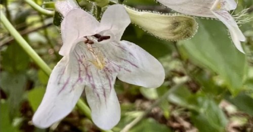 Close-up of a delicate white flower with purple veins, surrounded by green foliage.