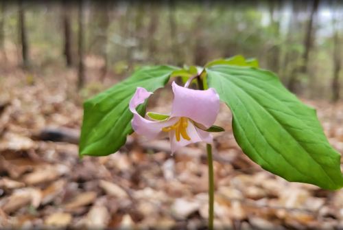 A delicate pink flower with yellow stamens, surrounded by green leaves, set against a forest floor covered in leaves.