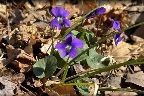 A cluster of purple violets blooming among dry leaves and green foliage on the forest floor.