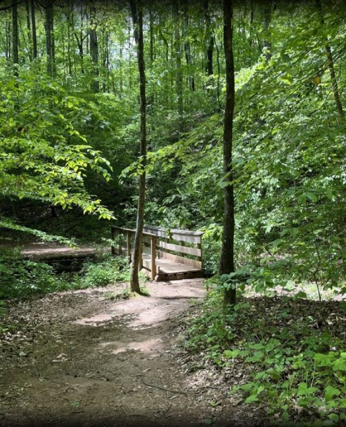 A serene forest path leads to a wooden bridge surrounded by lush green trees and foliage.