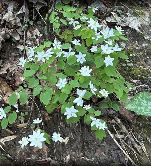 A cluster of small white flowers surrounded by green leaves on a forest floor, with fallen leaves in the background.