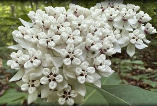 A cluster of white flowers with intricate petal shapes, surrounded by green foliage in a natural setting.