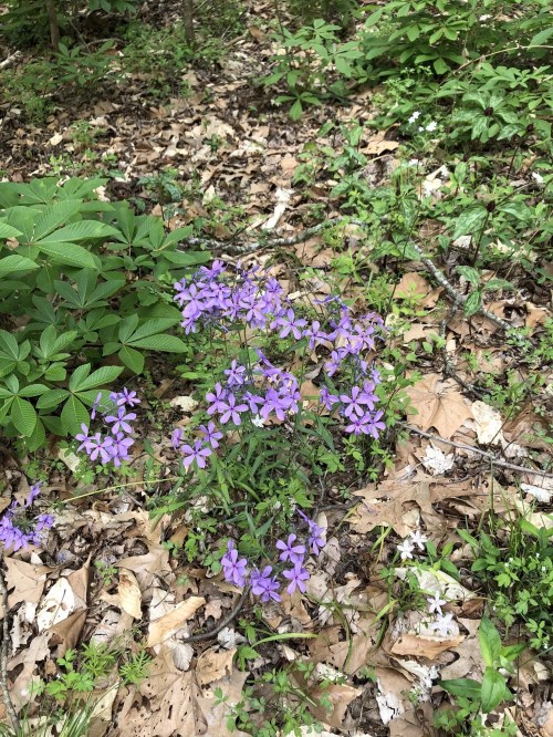 A cluster of purple flowers growing among green leaves and fallen leaves on the forest floor.