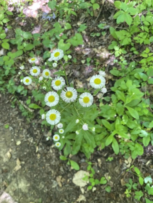 A cluster of small white flowers with yellow centers, surrounded by green foliage on a forest floor.