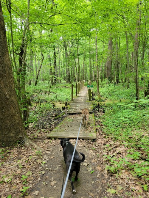 Two dogs walk along a wooden path through a lush green forest, surrounded by trees and foliage.