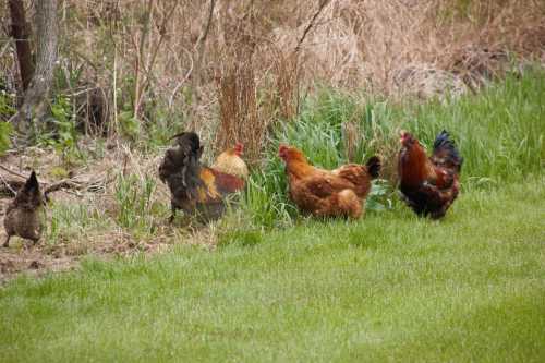 A group of chickens foraging in a grassy area near some bushes.