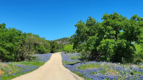 A winding dirt road surrounded by vibrant blue flowers and lush green trees under a clear blue sky.