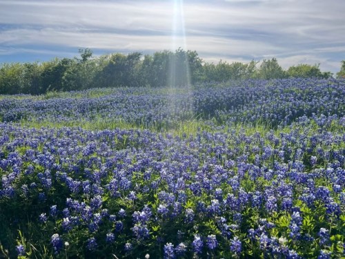 A vibrant field of bluebonnets under a bright sky, with sunlight streaming through the clouds.