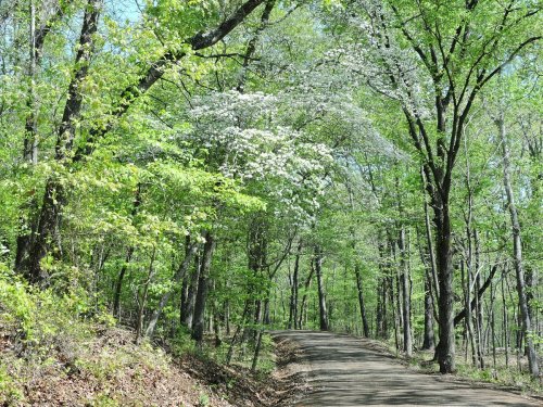 A winding dirt path through a lush green forest with blooming trees on either side.