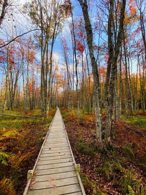 A wooden boardwalk leads through a colorful autumn forest with trees and ferns under a blue sky.