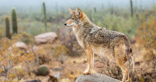 A coyote stands on a rock in a desert landscape, surrounded by cacti and misty mountains in the background.