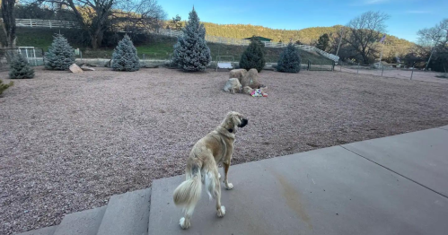 A dog stands on a patio, looking out at a gravel yard with trees and rocks under a clear blue sky.