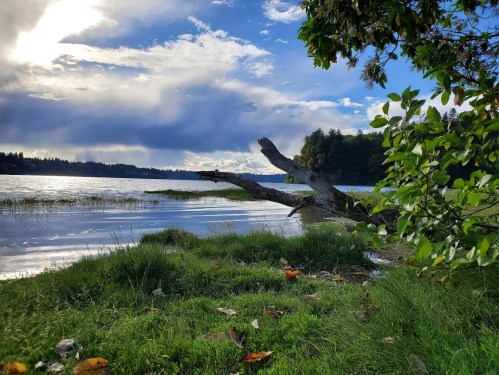 A serene lakeside scene with a fallen tree, lush grass, and clouds reflecting on the water under a blue sky.