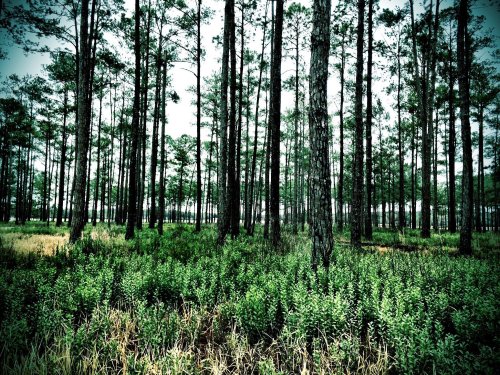 A dense forest of tall pine trees with lush green undergrowth and a misty atmosphere.