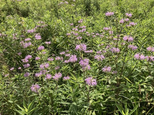 A vibrant field of purple wildflowers surrounded by lush green foliage under bright sunlight.