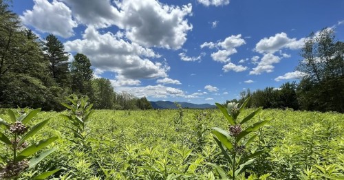 A lush green field under a bright blue sky with fluffy clouds and distant mountains in the background.