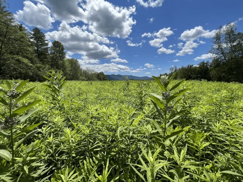 A lush green field under a bright blue sky with fluffy clouds and distant mountains in the background.
