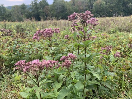 A cluster of purple flowers grows amidst green foliage in a natural field setting.