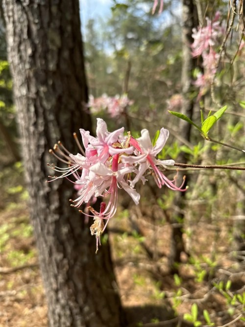 A close-up of delicate pink and white flowers blooming on a branch, set against a blurred forest background.