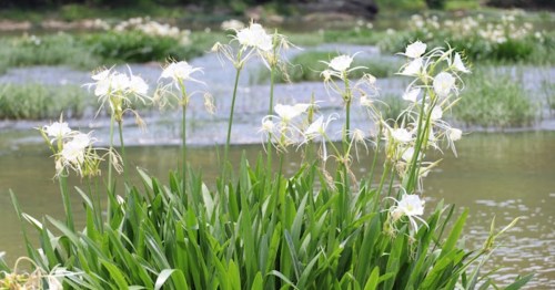 A cluster of white flowers with long, slender stems growing near a calm water body, surrounded by green foliage.