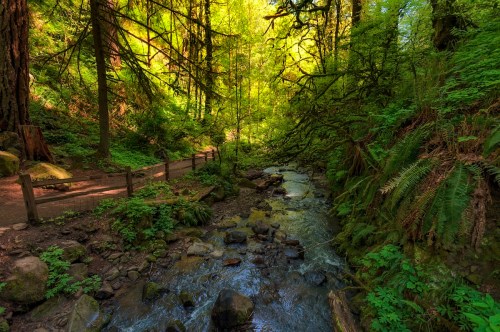 A serene forest scene with a winding path beside a clear stream, surrounded by lush green trees and vibrant foliage.