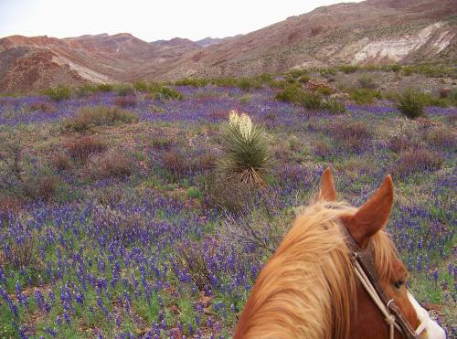A horse's head in the foreground, overlooking a vibrant field of purple wildflowers with mountains in the background.