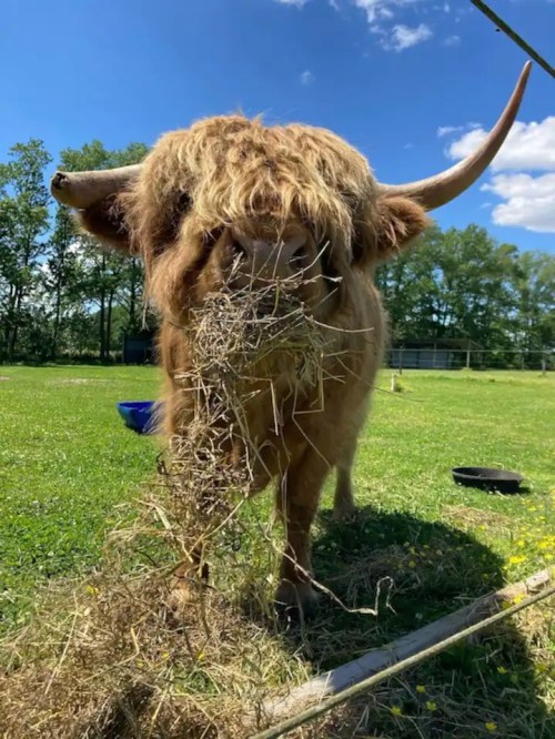 A Highland cow with long, shaggy fur stands in a grassy field, munching on hay under a blue sky.