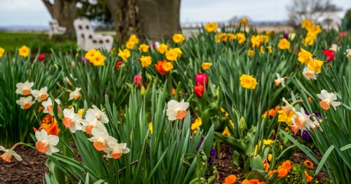 a bench sits in a flower garden at hershey gardens in hershey pennsylvania