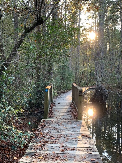 A wooden walkway leads through a forest, with sunlight shining over a calm pond surrounded by trees.