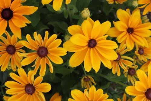 A vibrant display of yellow flowers with dark centers, surrounded by lush green leaves.