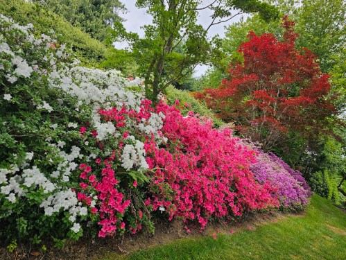 A vibrant garden with blooming azaleas in shades of white, pink, and purple, alongside lush green trees.