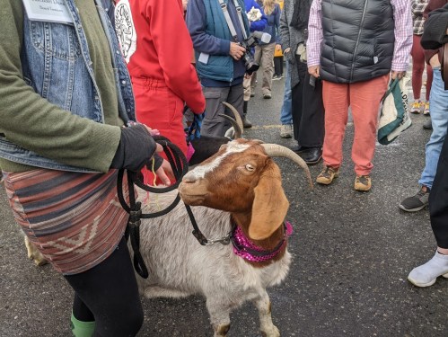 A goat wearing a pink collar stands among a crowd of people at an outdoor event.