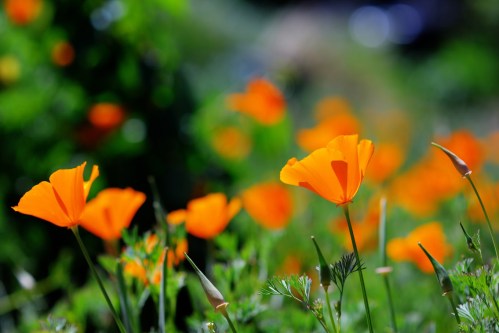 A vibrant field of orange poppy flowers swaying gently in the breeze, surrounded by lush green foliage.