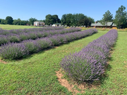 Rows of blooming lavender stretch across a green field under a clear blue sky, with a house in the background.