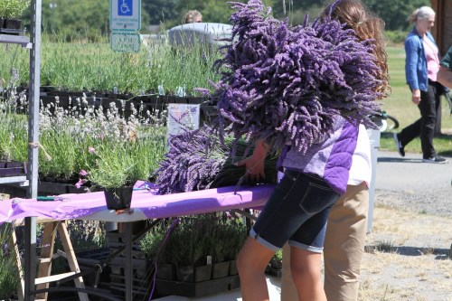 A person carries a large bundle of lavender at a market, with lavender plants displayed in the background.