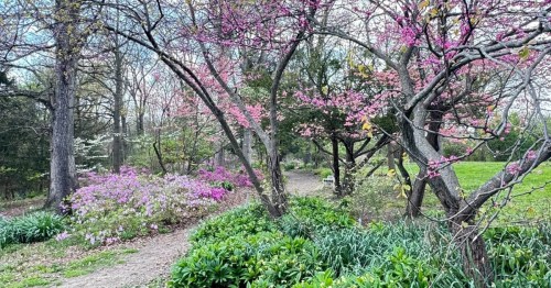 a pathway winds through cherry blossoms and other blooms at mt. airy arboretum, cincinnati ohio