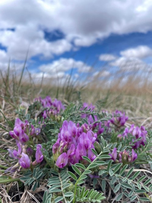 A cluster of purple flowers grows among green grass under a cloudy blue sky.