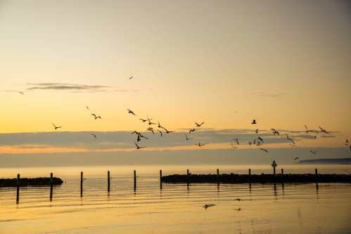 A serene sunset over calm waters, with birds flying above and a silhouette of a pier in the distance.